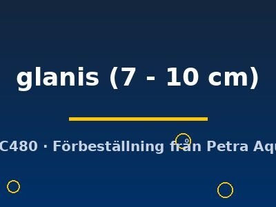 glanis (7 - 10 cm)