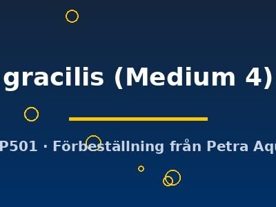 gracilis (Medium 4)