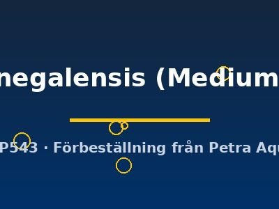 senegalensis (Medium 5)