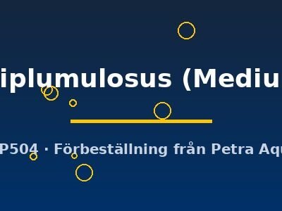 longiplumulosus (Medium 7)
