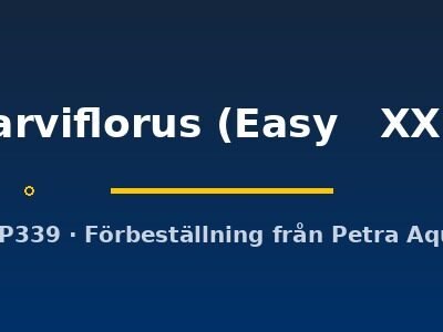 parviflorus (Easy   XXL)