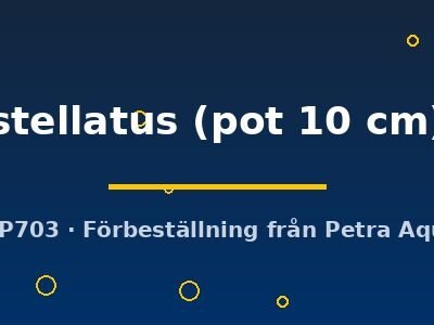 stellatus (pot 10 cm)
