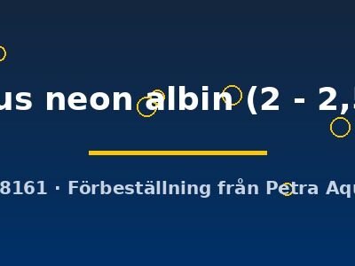 aeneus neon albin (2 - 2,5 cm)
