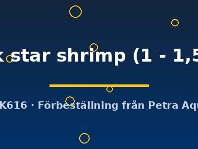 black star shrimp (1 - 1,5 cm)