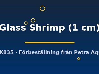 Glass Shrimp (1 cm)
