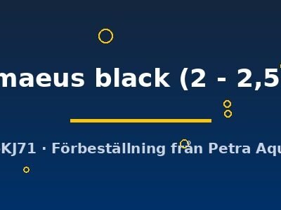 pygmaeus black (2 - 2,5 cm)