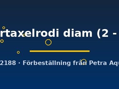 herbertaxelrodi diam (2 - 3 cm)
