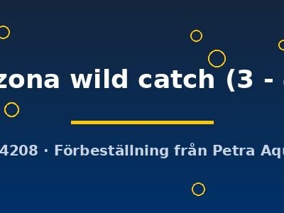Barbus tetrazona wild catch 3–4 cm