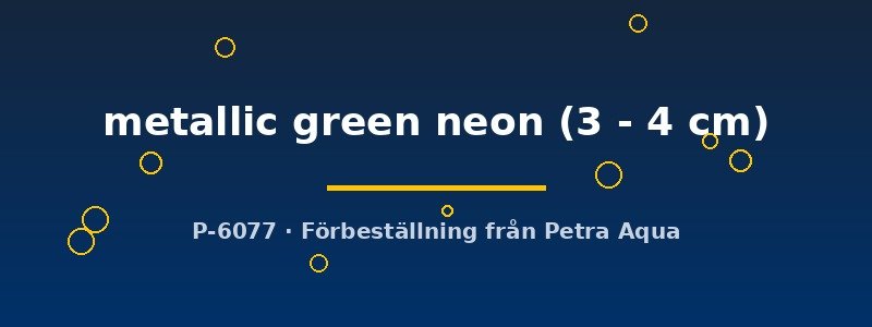 petra-ph2-173004 Guppy male green neon (Poecilia reticulata male metallic green neon) 3–4 cm