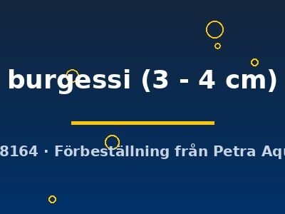 burgessi (3 - 4 cm)