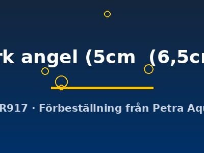 Discus original Stendker dark angel 5–6,5 cm