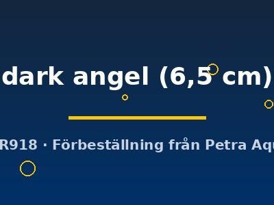 Discus original Stendker dark angel 6,5 cm