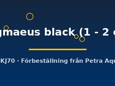 pygmaeus black (1 - 2 cm)