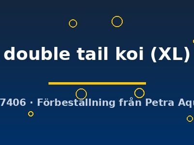 Betta spl. male double tail koi XL