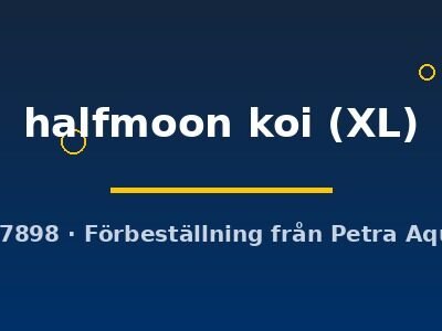 halfmoon koi (XL)