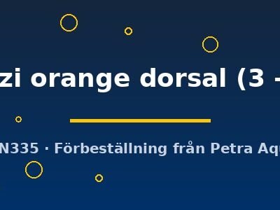 Agassiz' Dwarf Cichlid orange dorsal (Apistogramma agassizi orange dorsal) 3–4 cm
