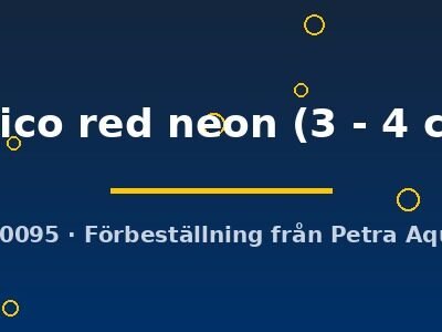 calico red neon (3 - 4 cm)