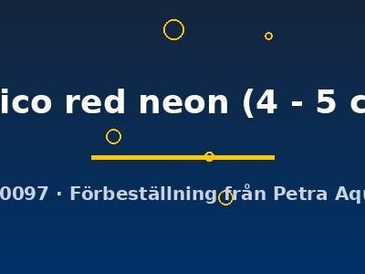 calico red neon (4 - 5 cm)
