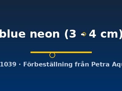 Copadichromis blue neon 3–4 cm