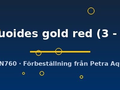 cacatuoides gold red (3 - 4 cm)