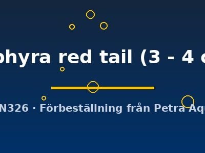 gephyra red tail (3 - 4 cm)