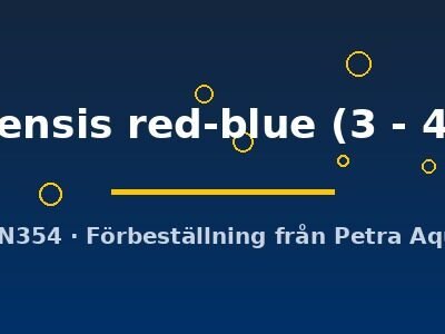 piauensis red-blue (3 - 4 cm)