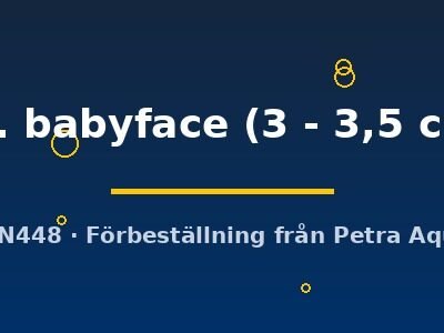 sp. babyface (3 - 3,5 cm)