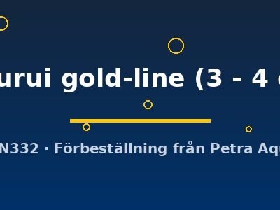 tucurui gold-line (3 - 4 cm)