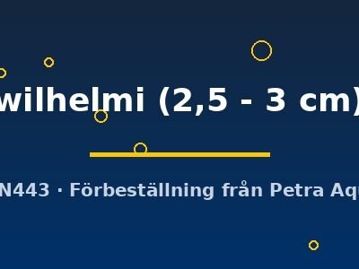 wilhelmi (2,5 - 3 cm)