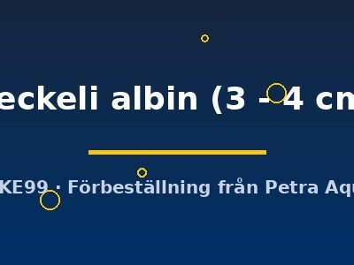 heckeli albin (3 - 4 cm)