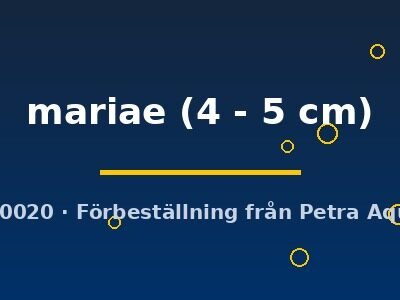 mariae (4 - 5 cm)
