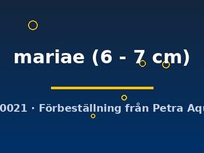 mariae (6 - 7 cm)