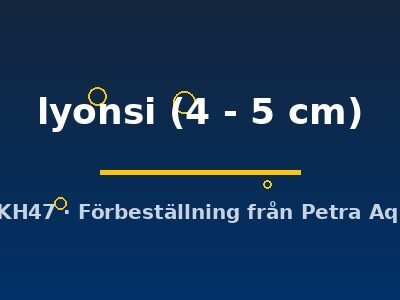 lyonsi (4 - 5 cm)