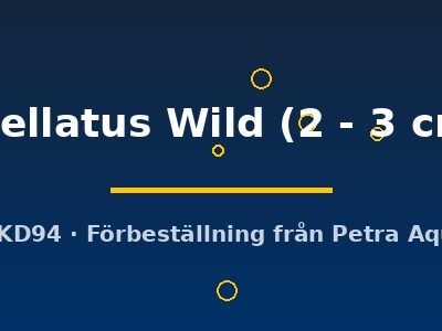 ocellatus Wild (2 - 3 cm)
