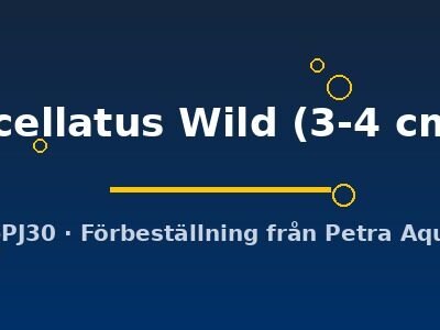 ocellatus Wild (3-4 cm)