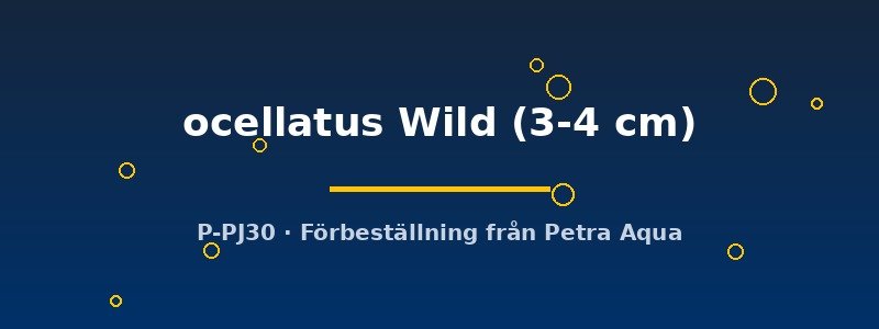 petra-ph2-173467 petra-ph2-173467