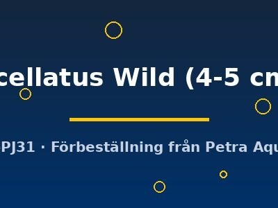 ocellatus Wild (4-5 cm)