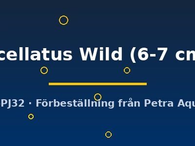 ocellatus Wild (6-7 cm)