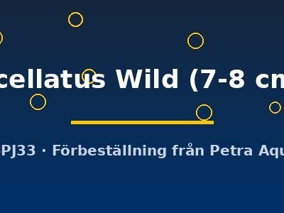 ocellatus Wild (7-8 cm)