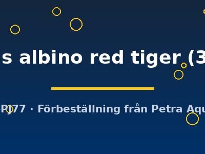 ocellatus albino red tiger (3 - 4 cm)
