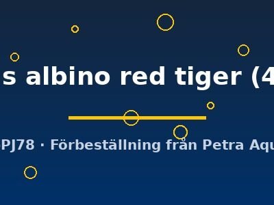 ocellatus albino red tiger (4 - 5 cm)