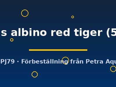 ocellatus albino red tiger (5 - 6 cm)