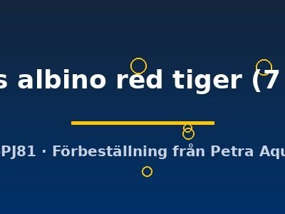 ocellatus albino red tiger (7 - 10 cm)