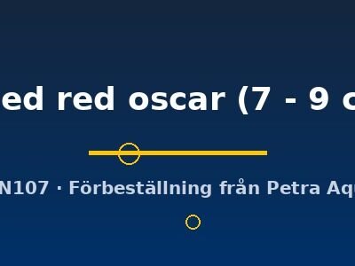 Fitted red oscar (Astronotus ocellatus fitted red oscar) 7–9 cm