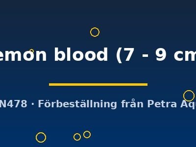 lemon blood (7 - 9 cm)