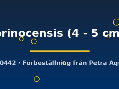 orinocensis (4 - 5 cm)