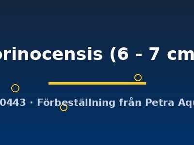 orinocensis (6 - 7 cm)