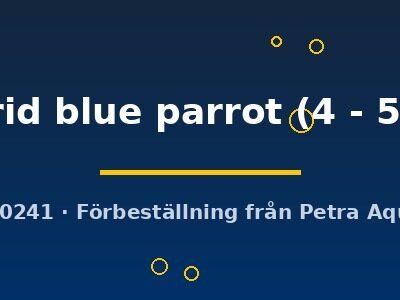 Cichlasoma hybrid blue parrot 4–5 cm
