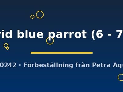 Cichlasoma hybrid blue parrot 6–7 cm