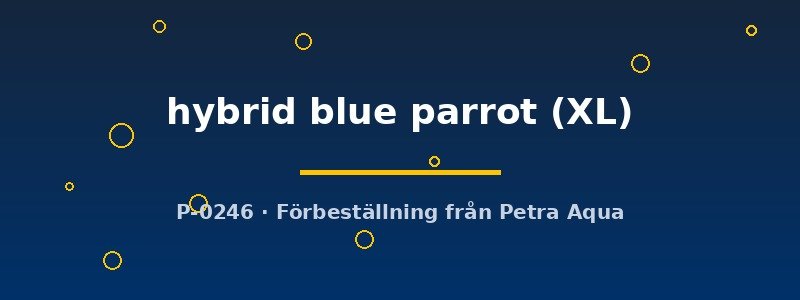 petra-ph2-173576 Cichlasoma hybrid blue parrot XL
